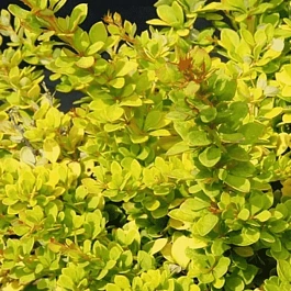 Барбарис Тунберга Sunsation