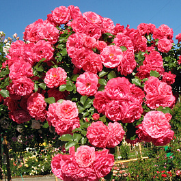 Роза плетистая Розариум Ютерсен