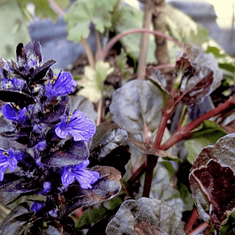 Живучка ползучая Mahagony