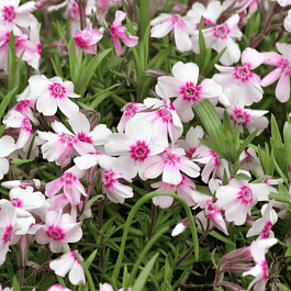 Флокс шиловидный Coral Eye