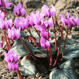 Цикламен косский