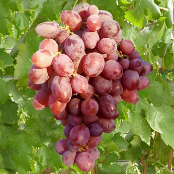 Виноград плодовый Граф Монте-Кристо
