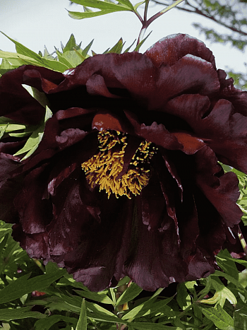 Пион Древовидный Black Panther