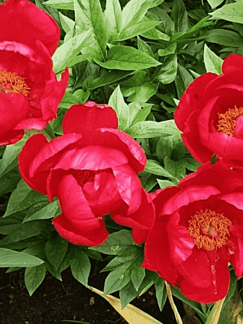 Пион Молочноцветковый Flame