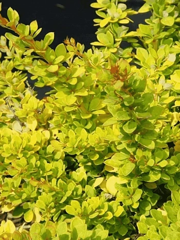 Барбарис Тунберга Sunsation