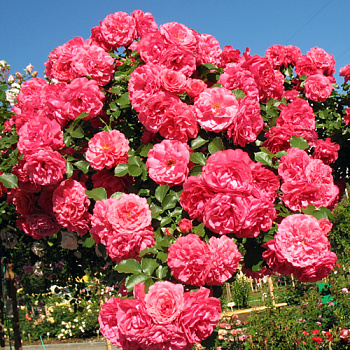 Роза плетистая Розариум Ютерсен