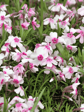 Флокс шиловидный Coral Eye