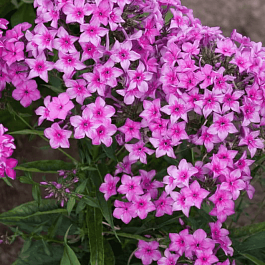 Флокс метельчатый Дымчатая Вуаль