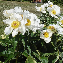 Пион для ПАТИО Дублин