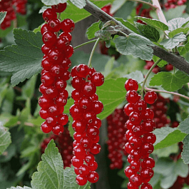Смородина красная Длиннокистная