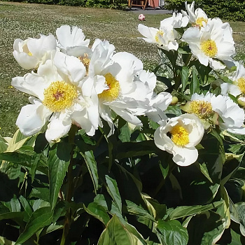 Пион для ПАТИО Дублин