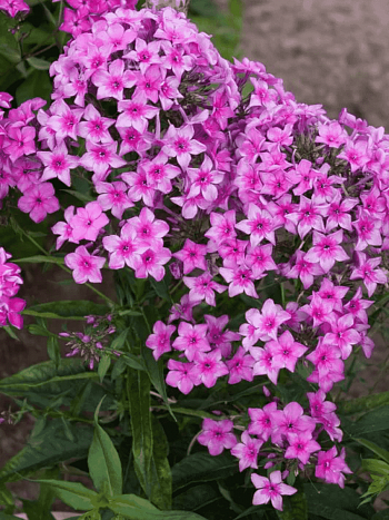 Флокс метельчатый Дымчатая Вуаль