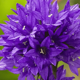 Колокольчик скученный Acaulis Blue