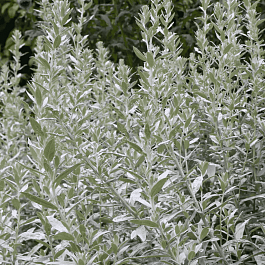 Полынь людовика Silver Queen