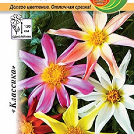 Георгина Октопус