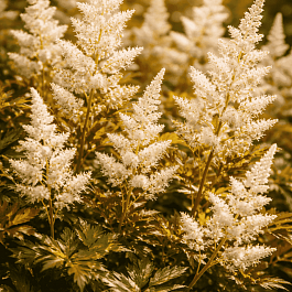 Астильба японская Bronzelaub