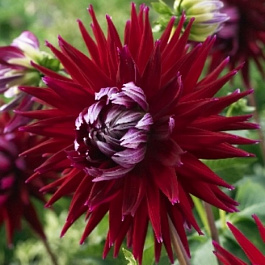 Георгина Полукактусовая Джерри Скотт Георгина Полукактусовая Джерри Скотт