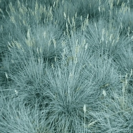 Овсяница сизая Freddy