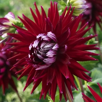 Георгина Полукактусовая Джерри Скотт