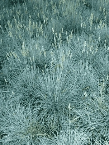 Овсяница сизая Freddy