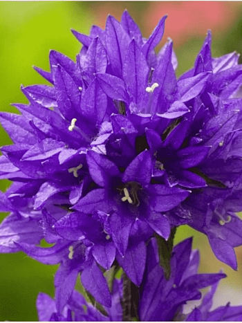 Колокольчик скученный Acaulis Blue