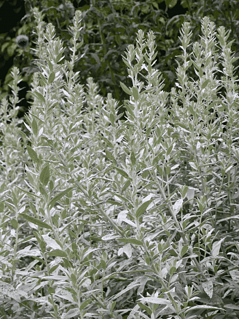 Полынь людовика Silver Queen