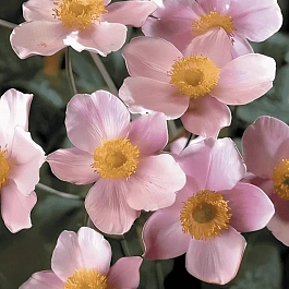 Анемона войлочная Robustissima