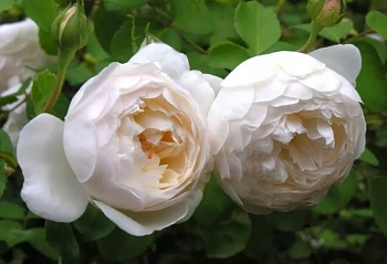 Роза  Английская Кустовая GLAMIS CASTLE
