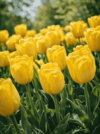 Тюльпан ботанический Golden Tango