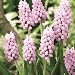 Мускари Pink Sunrise