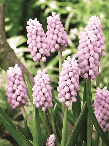 Мускари Pink Sunrise