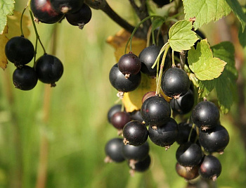 Смородина черная Селеченская - 2