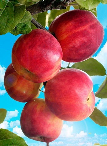 Яблоня Горнист