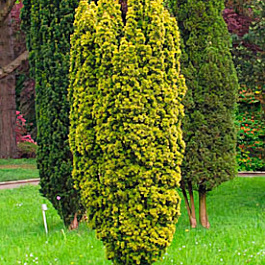 Тис ягодный Fastigiata Aurea