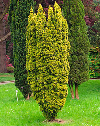 Тис ягодный Fastigiata Aurea
