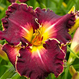 Лилейник гибридный Экселент НАБОР 2ШТ (1+1)