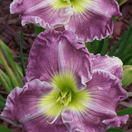 Лилейник Blue Sheen