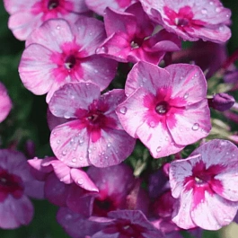 Флокс метельчатый Дракон