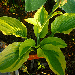 Хоста гибридная Велвет Мун