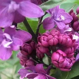 Сирень обыкновенная Колхозница