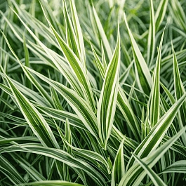 Фалярис тростниковый Elegantissima