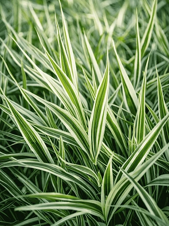 Фалярис тростниковый Elegantissima