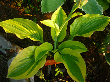 Хоста гибридная Велвет Мун