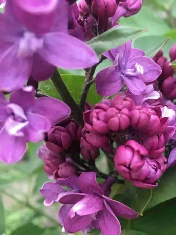 Сирень обыкновенная Колхозница