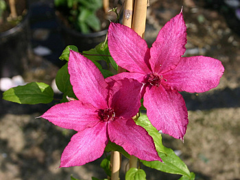 Клематис крупноцветковый Барбара