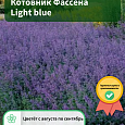 Котовник Фассена Light blue Котовник Фассена Light blue