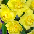 Нарцисс Yellow Cheerfulness