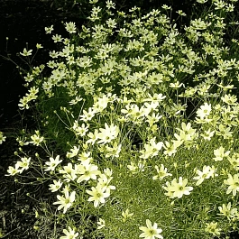 Кореопсис мутовчатый Moonbeam