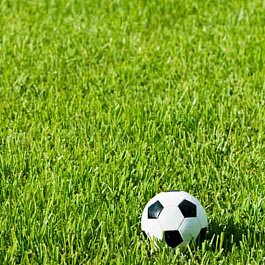 Газон Спорт