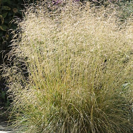 Луговик дернистый Голдтау